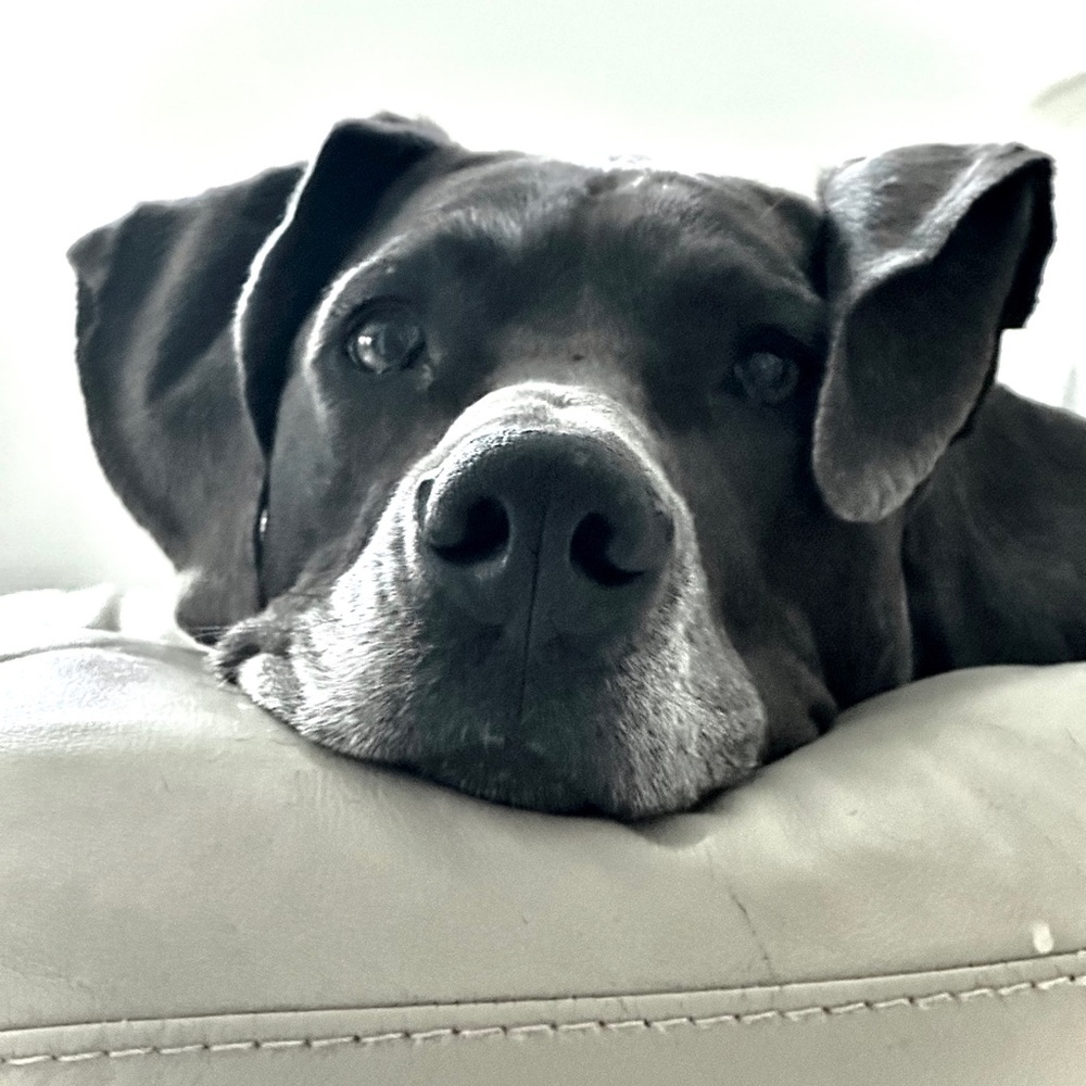 Meet your Posher, Kira